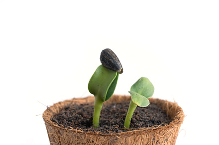 Sunflowers seedling growing in a pot with soil. Plants trees ger, a Photo by Tampatra
