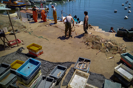 Fishermen wokers working with just catched fishes at piriapolis, an Industrial Photo by DanFLCreativo