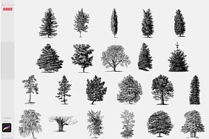 Procreate Realistic Tree Stamps