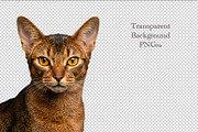 portrait of Abyssinian Cat Head, an Animal Photo by VetalStock (Thumbnail 1 of 2)