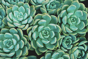 Pastel Echeveria Succulent Photo, a Nature Photo by René Jordaan Photography