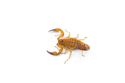 Yellow deadly dangerous scorpion, an Animal Photo by AnimalArt