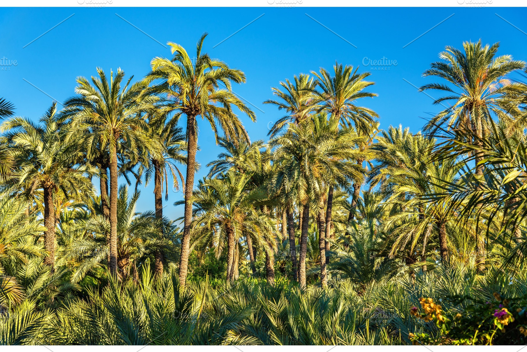 Palmeral of elche spain unesco heritage site containing spain, elche, and palm, a Nature Photo by Leonid Andronov