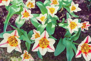 Group of garden tulips, a Nature Photo by BOOCYS