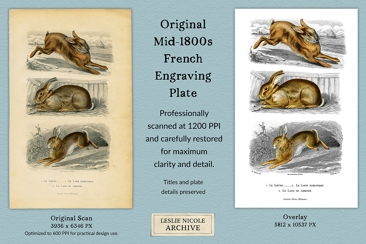Vintage French Bunny Illustrations, an Animal Illustration by French Kiss Collections (Photo 2 of 12)