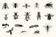 Insects - Vintage Illustrations, an Illustration by Graphic Goods (Thumbnail 3 of 10)