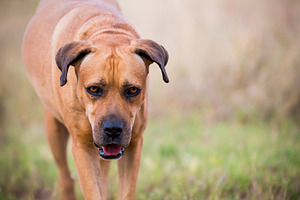 Boerboel Dog, an Animal Photo by THP Creative