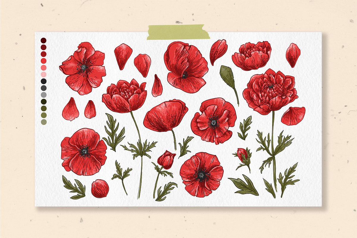 Flowers Poppies. Sketch vector, a Decorative Illustration by irina.vaneeva (Photo 3 of 4)
