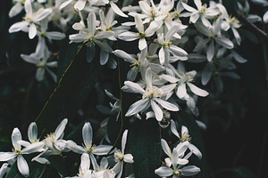 Dark and Moody Tropical Flowers