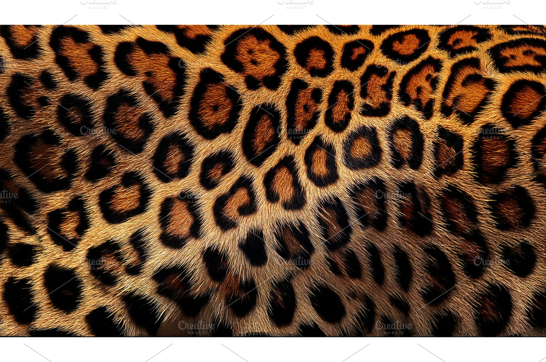 The intricate and vibrant fur, an Animal Photo by Igor Tichonow