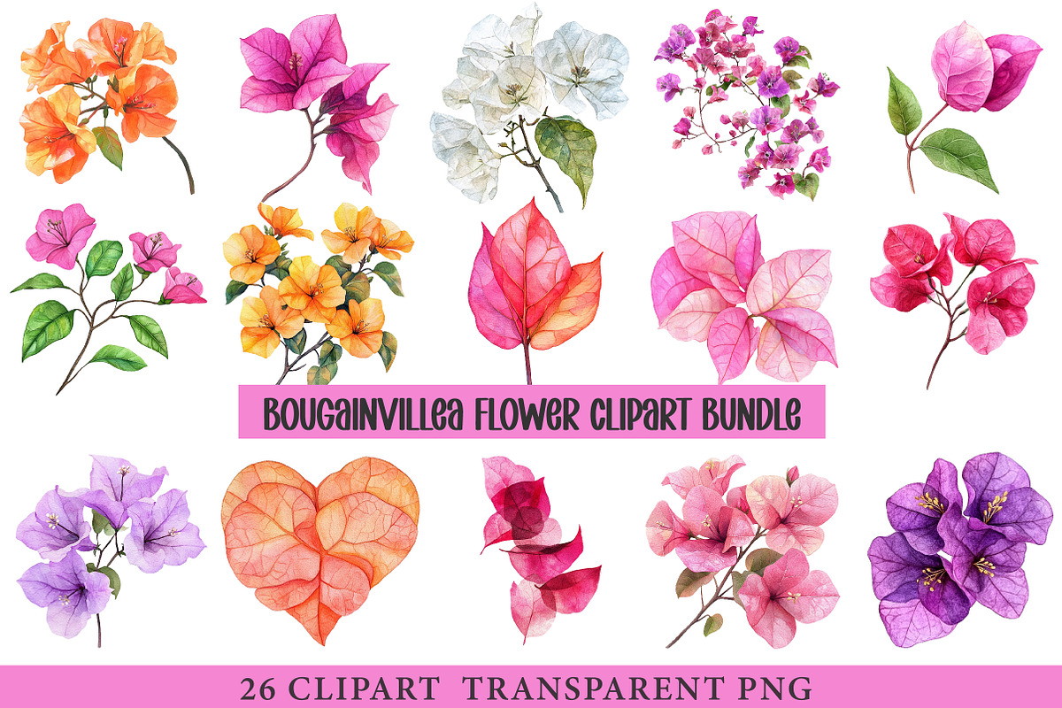 Bougainvillea Flower, an Illustration by cherrydesign (Photo 1 of 3)