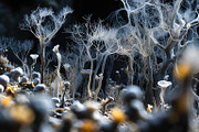 72 Microscopic Fungi Backgrounds, a Background Graphic by h.utomo (Thumbnail 55 of 72)