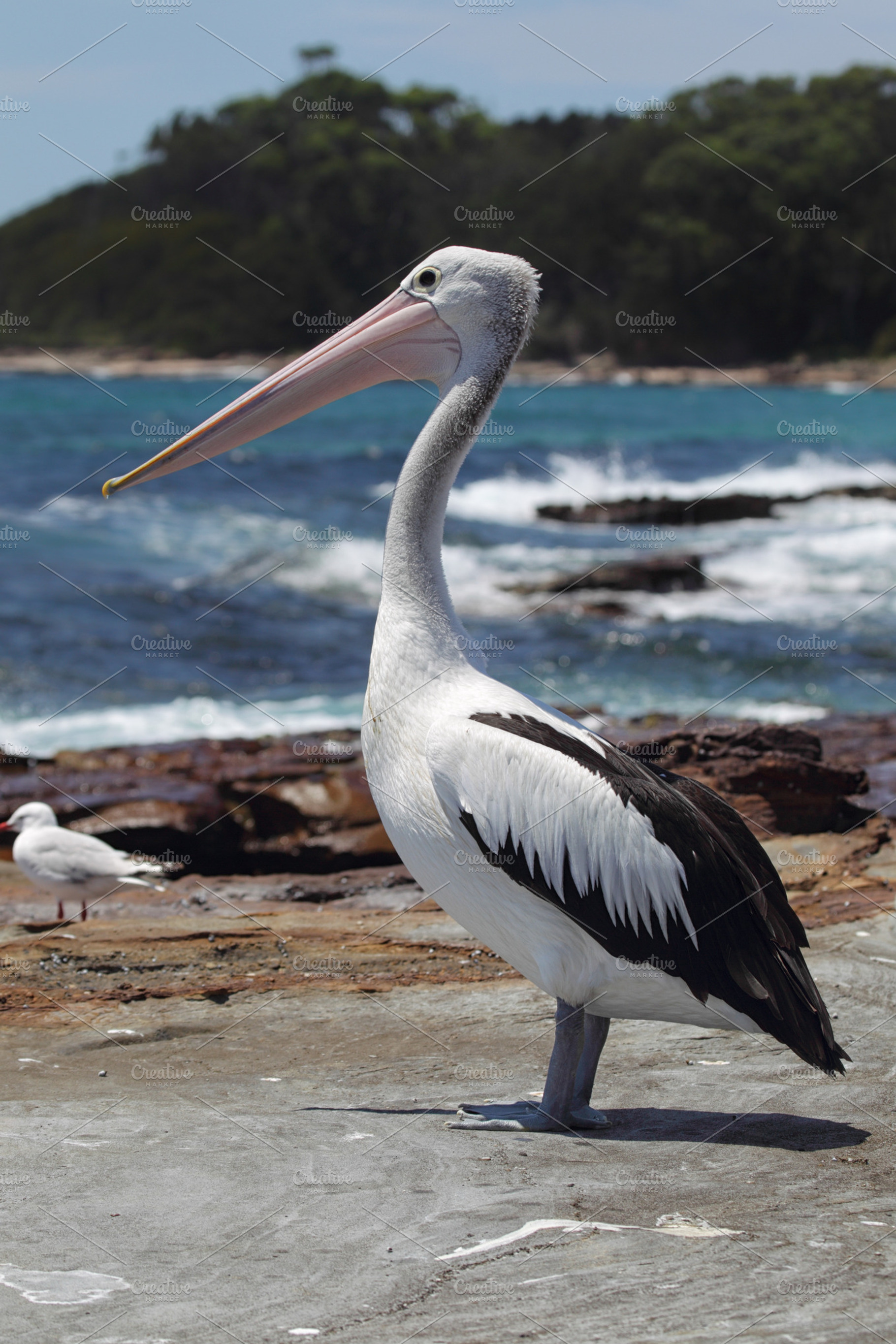 Australian pelican containing new, south, and wales, an Animal Photo by DirkR
