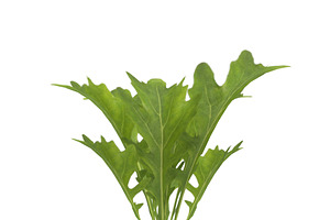 Arugula