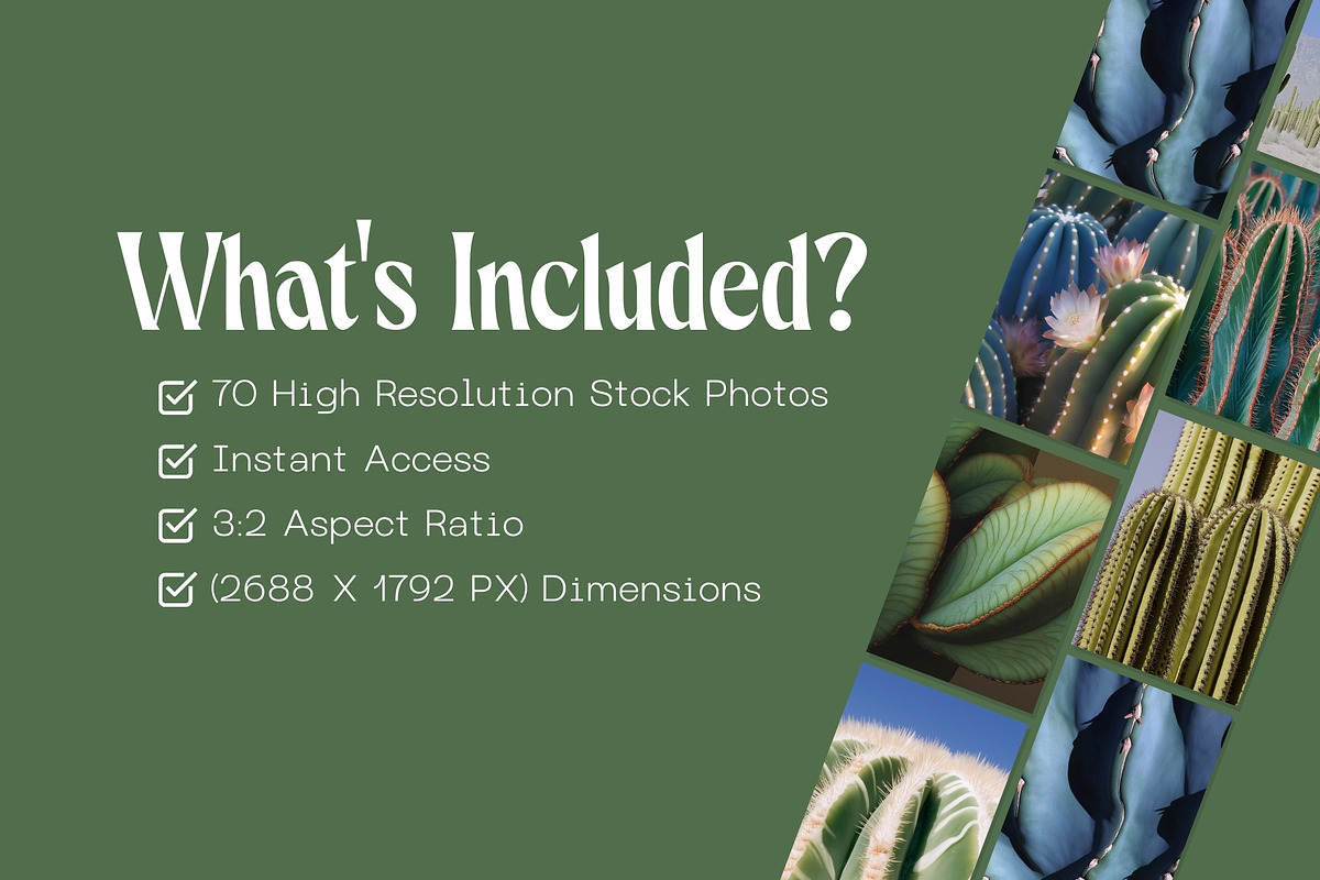 70 Aesthetic Cactus Stock Photos, a Nature Photo by Incomelion (Photo 10 of 14)