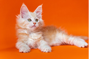 Purebred kitten red silver tabby, an Animal Photo by Alexander-Piragis