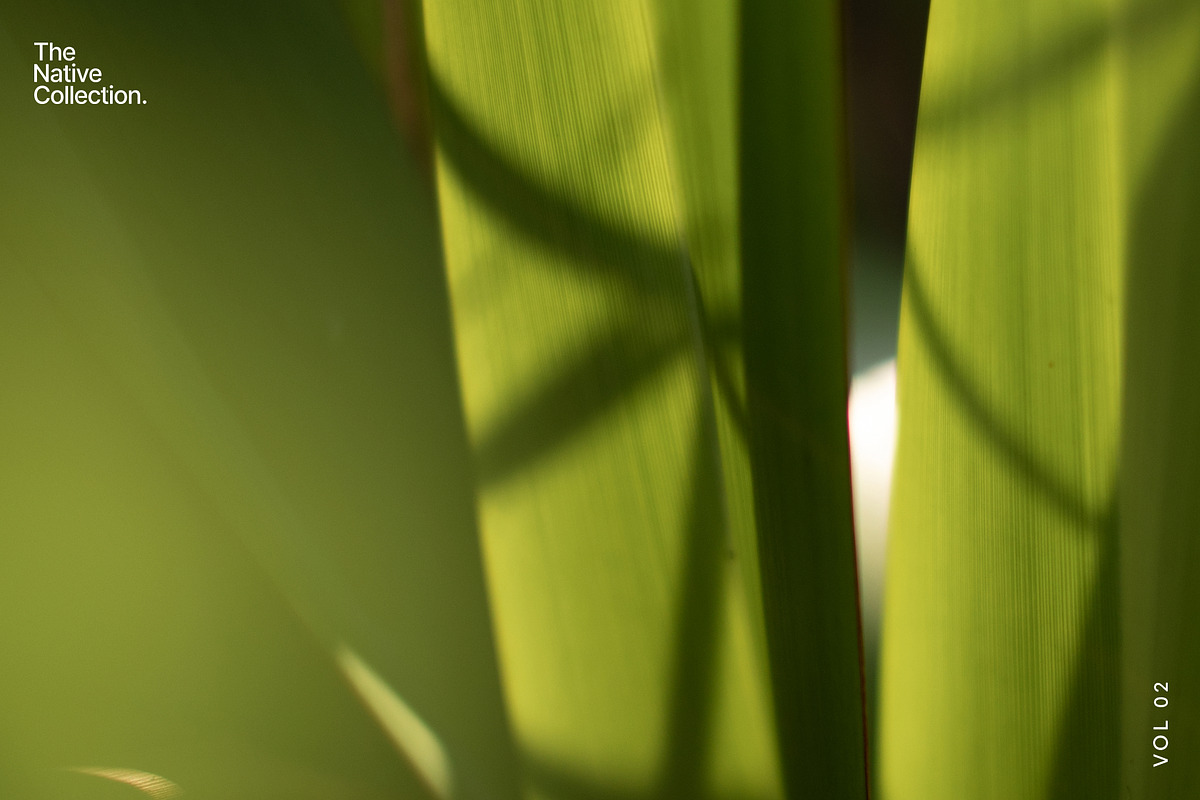Natural textures - Green edition v02, a Texture Graphic by Haehae photography (Photo 6 of 7)