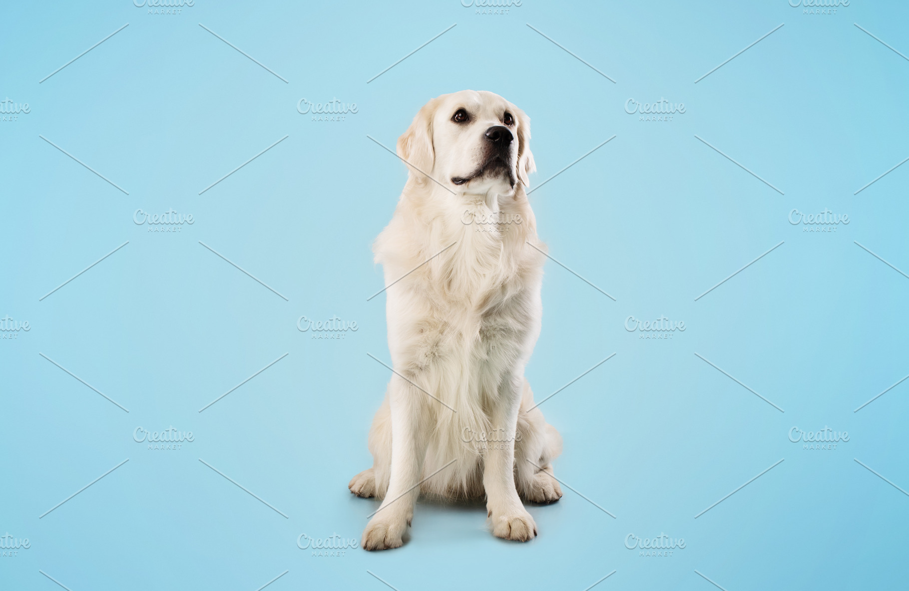 Portrait of golden retriever dog sitting on the floor isolated over blue studio, a Photo by Prostock-Studio