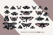 Watercolor Moths: PNG Clipart Set, an Object Graphic by Lumitar (Thumbnail 2 of 4)