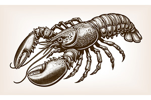 lobster crustacean engraving vector, an Animal Illustration by AlexArt