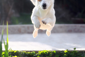 Juping jack russell dog stock photo containing animal and brown