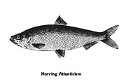 Fish collection, part 2, a Food Illustration by ZotovShop (Thumbnail 10 of 11)