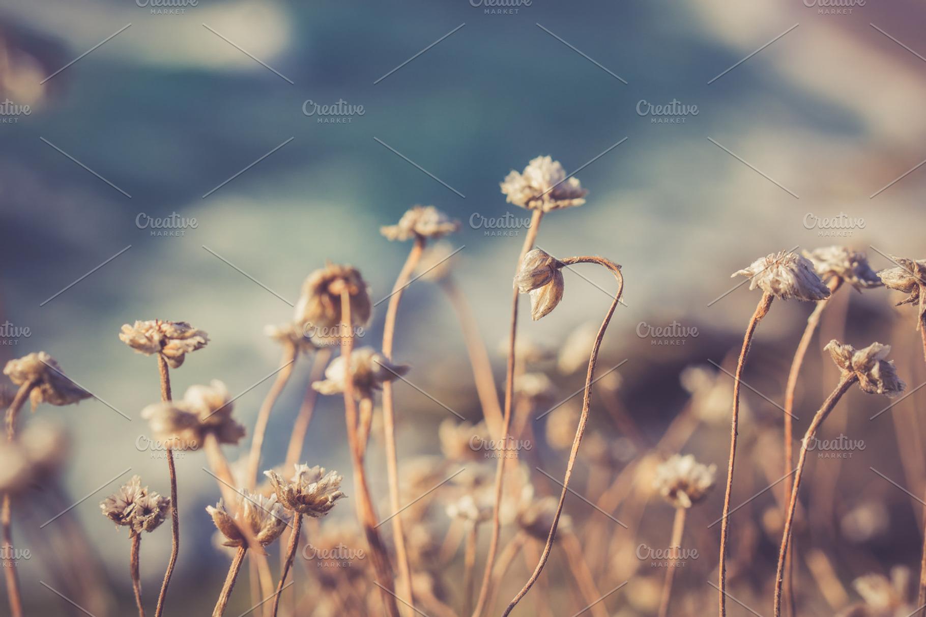 Coastal Grass