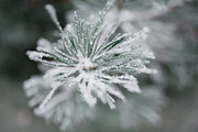 First snow on pine branch, a Nature Photo by So Still Studio (Thumbnail 1 of 2)