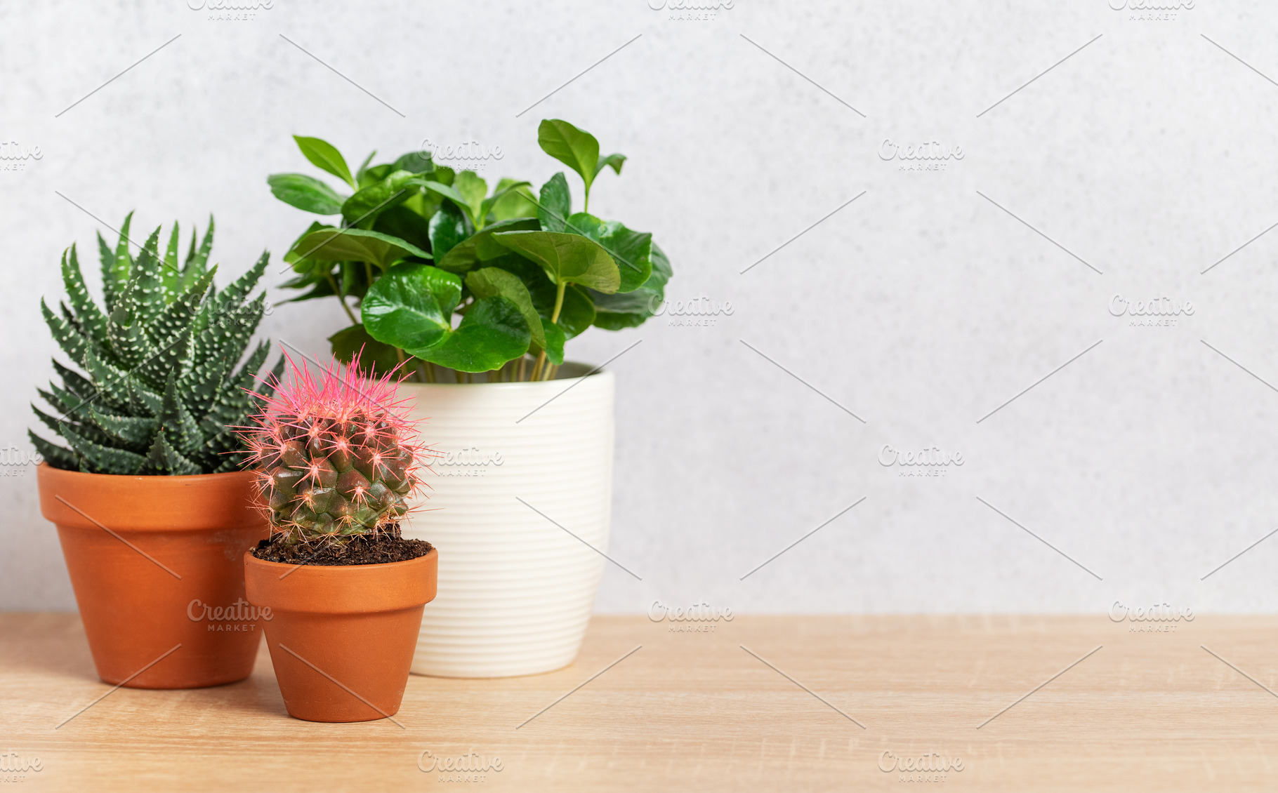 Potted plants creating cozy home atmosphere on wooden surface, a Background Photo by Olena Rudo