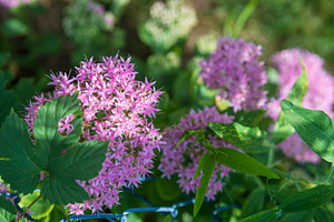 Cluster of vibrant pink sedum flowers growing next to green foli, a Nature Photo by Imaginarium