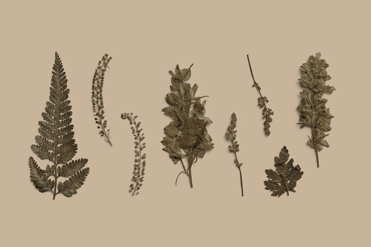 Umber Pressed Botanical PNG, an Object Graphic by Custom Scene (Photo 1 of 8)