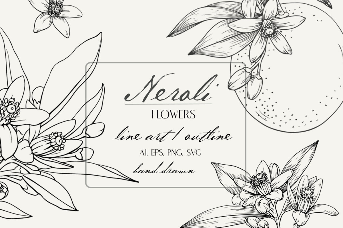 Flowers Neroli. Vector Botanical set, an Object Graphic by ON_lineart_store (Photo 1 of 10)