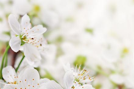 Spring flowers on light  background, a Nature Photo by Olha Klein