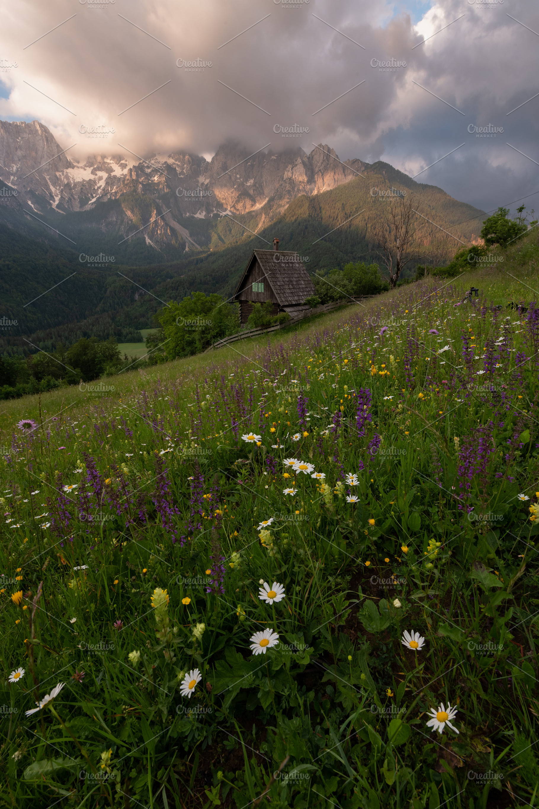 Flowers on the meadow in the mountains, a Nature Photo by Dreamy Pixel