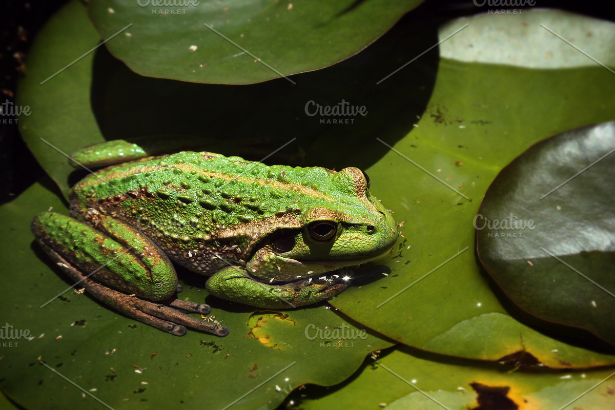 Frog in a pond photograph, a Nature Photo by alex aitken (Photo 2 of 2)