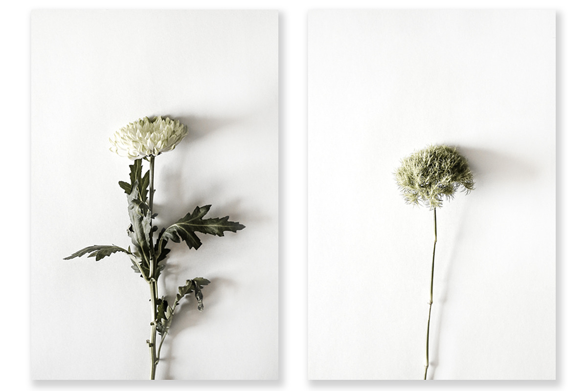 Floral Photography Bundle, a Nature Photo by Creative Moxie Studio (Photo 3 of 7)