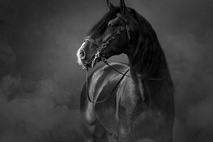 Black-and-White portrait of horse