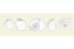 Hand Drawn Fruit and Fresh Juicy, a Food Illustration by TopVectors
