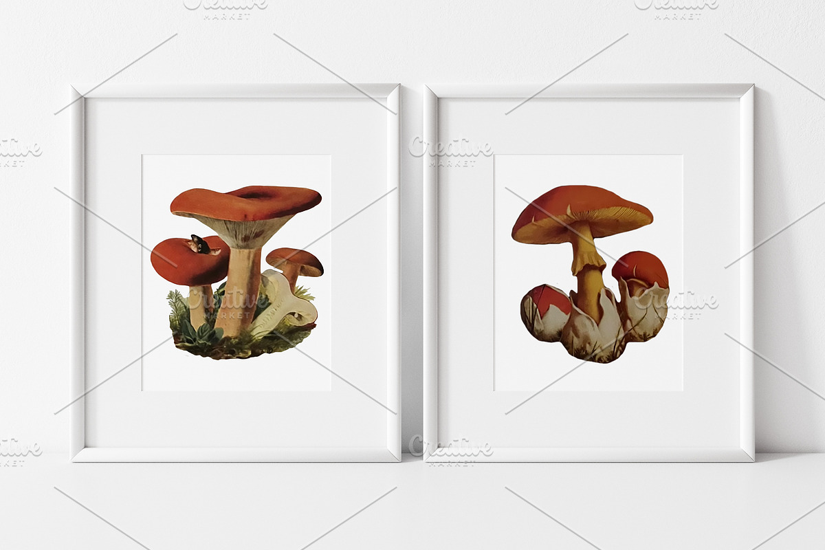 Vintage Mushrooms & Snails Clip Art, an Animal Illustration by Patterns for Dessert (Photo 3 of 6)