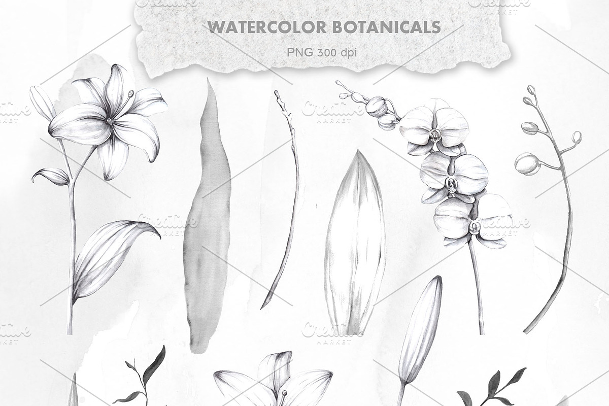 IKEBANA. Botanical Winter Kit., an Illustration by Pink Ocean (Photo 10 of 16)