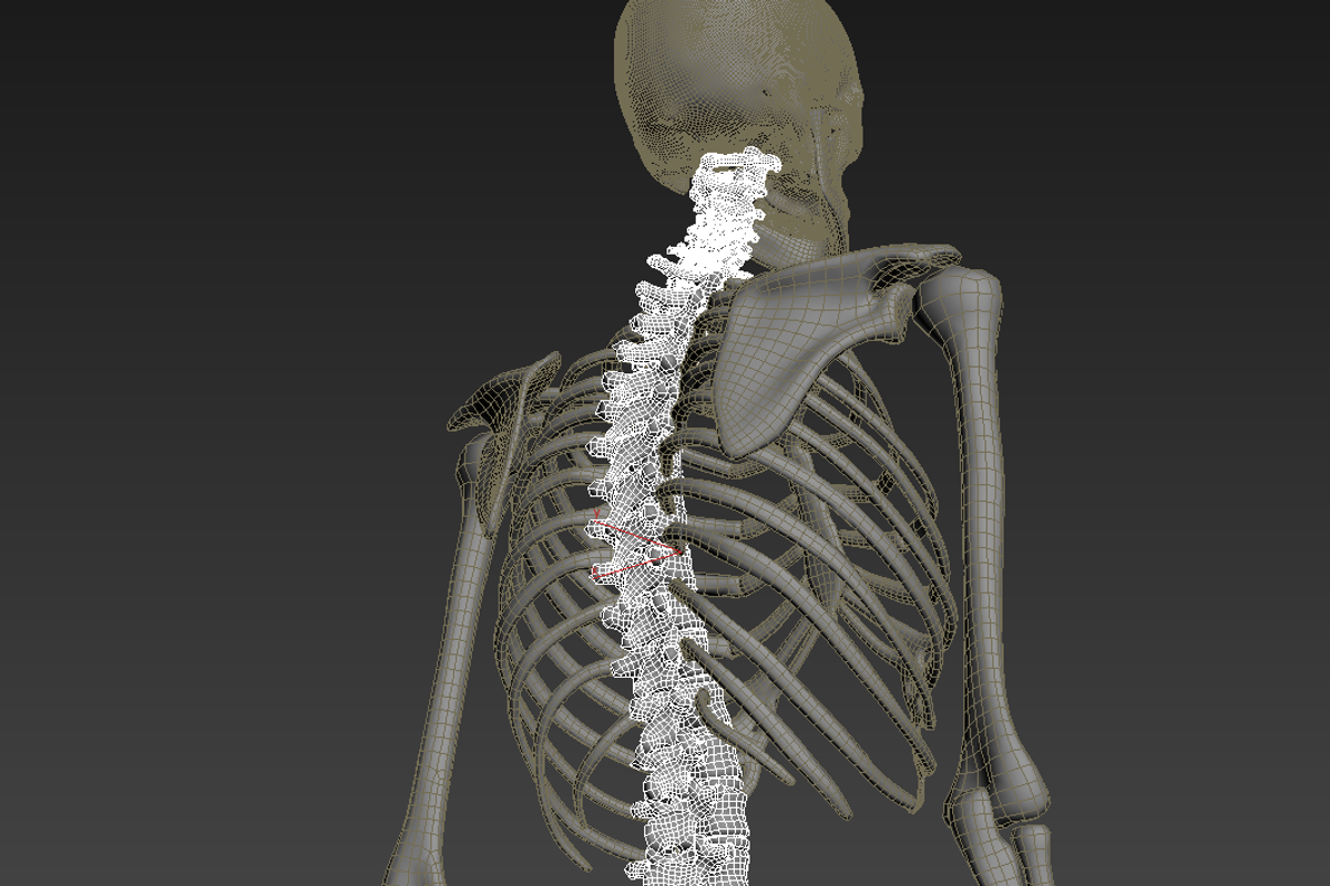 Human skeleton rigged, a Characters & Person 3D Model by konstantin.ermolaev (Photo 22 of 27)