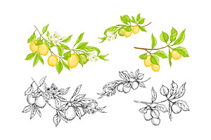 Lemon Tree Branch With Lemons Set