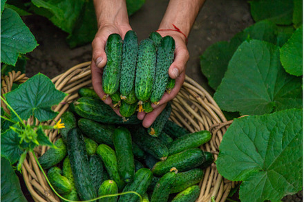 A male farmer harvests cucumbers in, a Food & Drink Photo by yanadjana