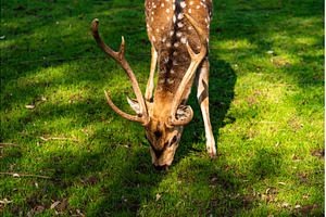 Young male deer in a meadow, an Animal Photo by MadPhotos