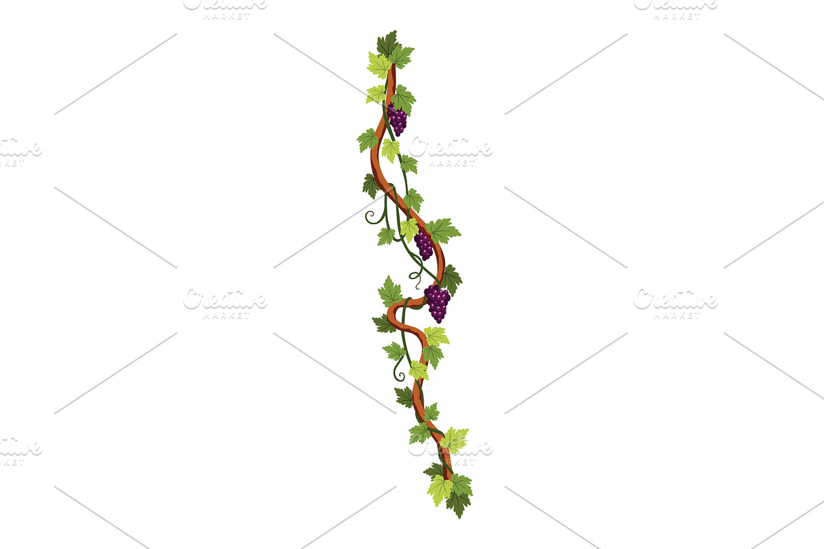 Grape bunch. Cluster of berries and, a Food Illustration by the8monkey