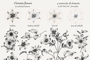 Flowers of Clematis. Botanical Set, a Decorative Illustration by ON_lineart_store (Thumbnail 2 of 10)