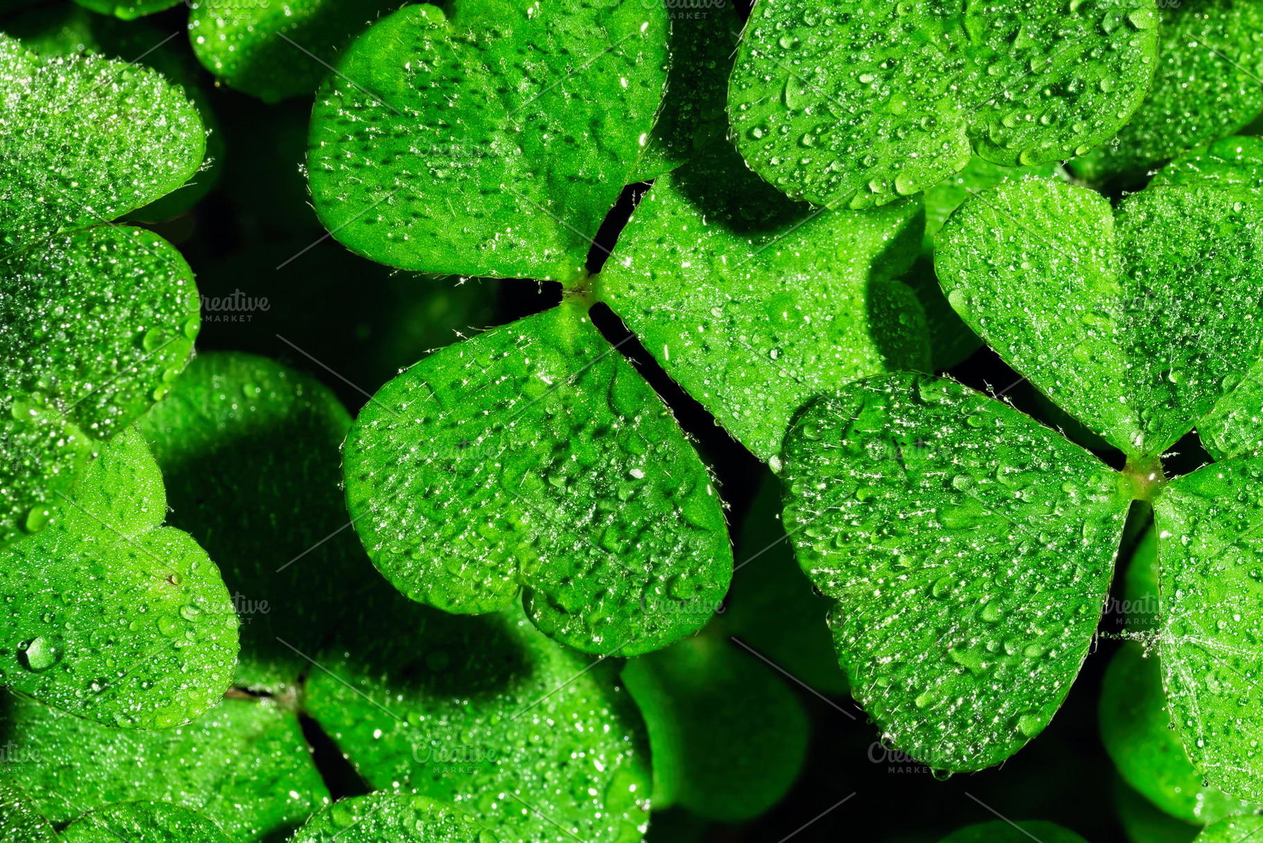 Green clover leaves covered with morning dew drops. Macro background of fresh t, a Nature Photo by Eugene_Photo