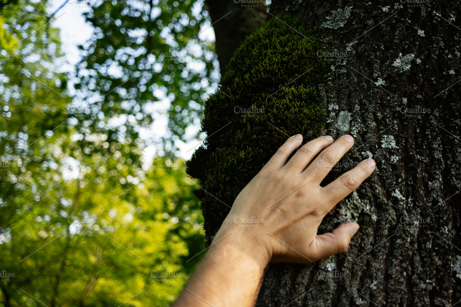 Hand touching moss-covered tree trunk in a bright green forest landscape, a Person Photo by AS photostudio