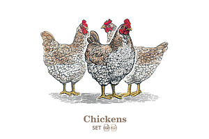 Chicken (series illustrations)