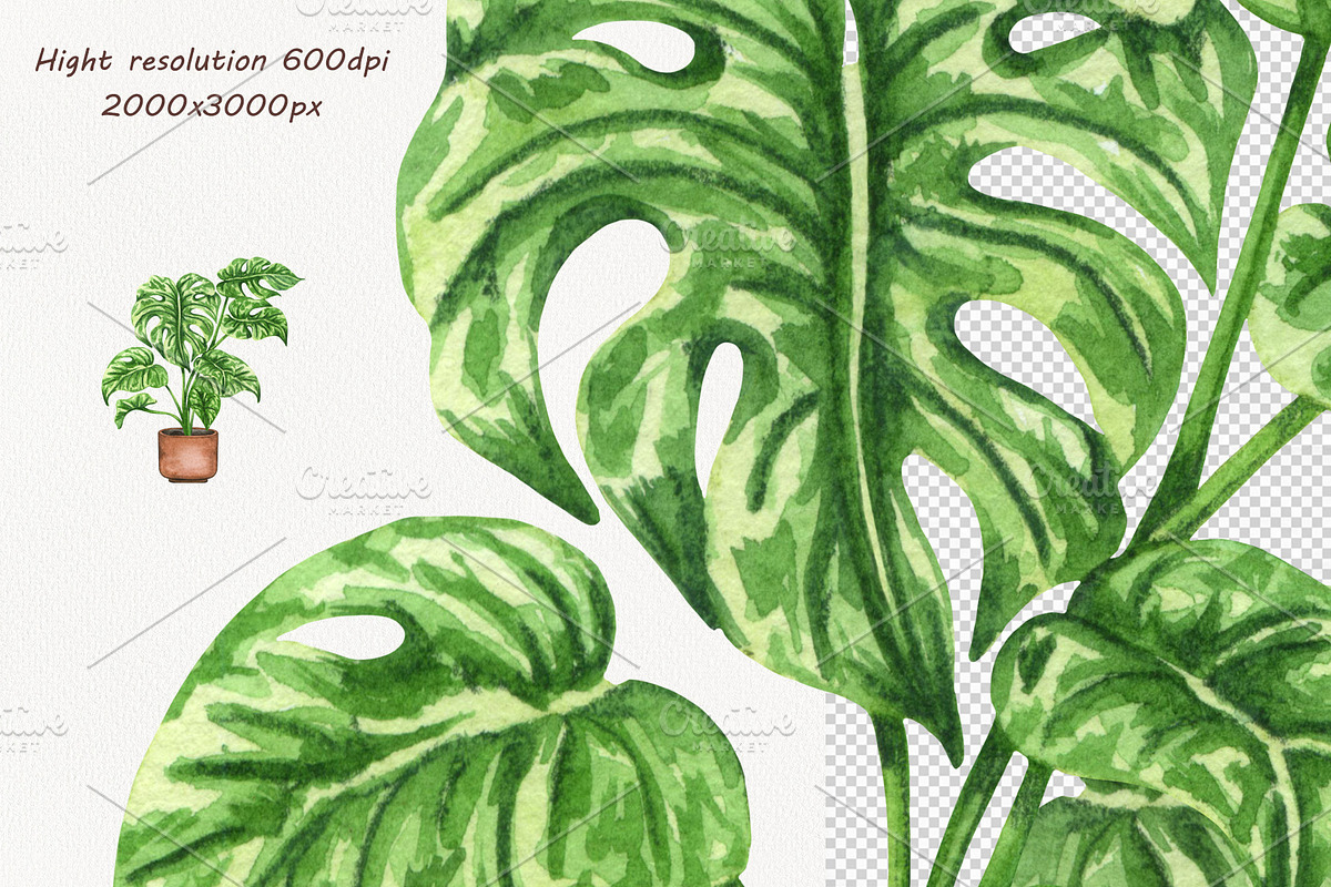 Houseplants Watercolor Clipart Vol6, an Object Illustration by BarvArt (Photo 3 of 4)